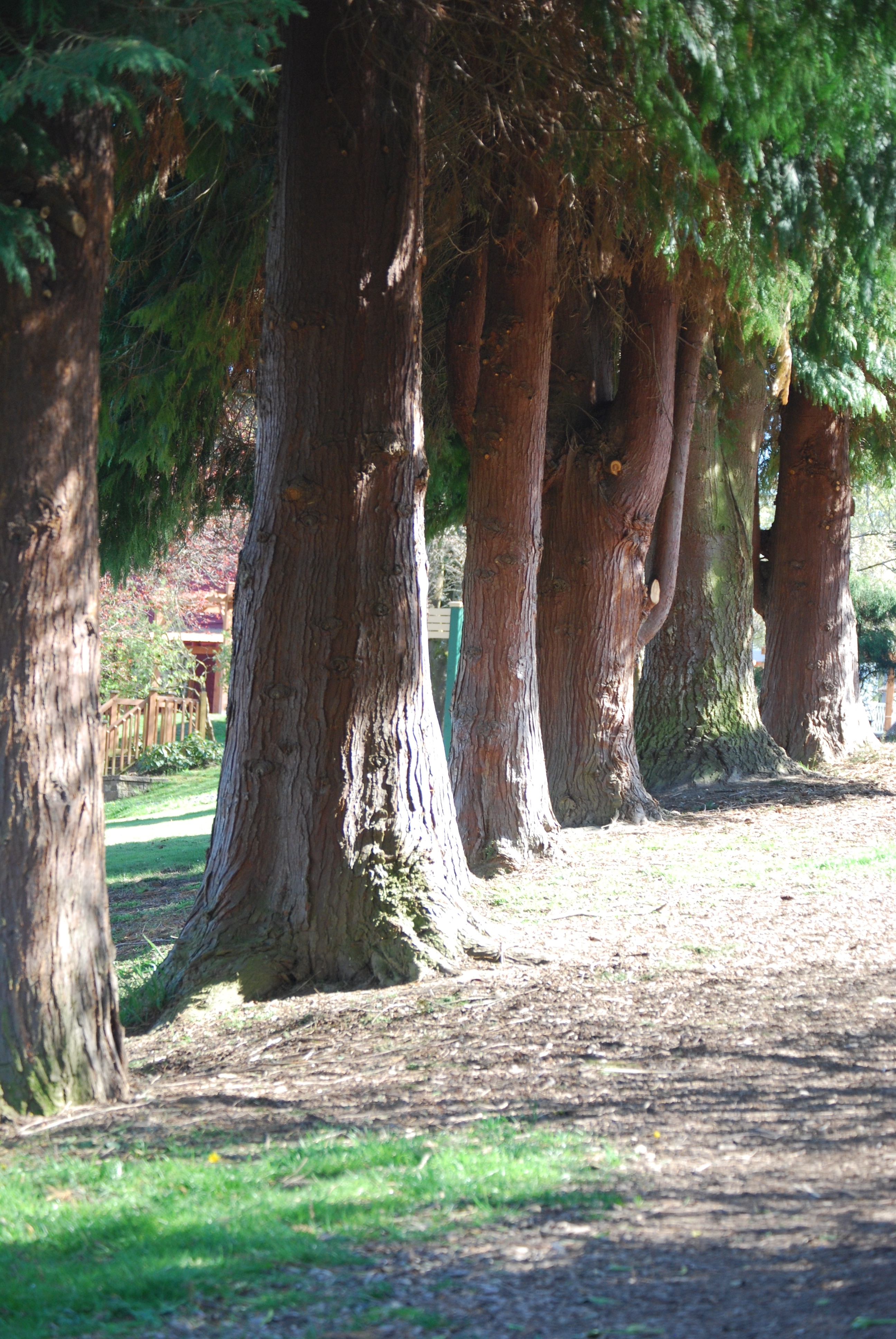 Trees at Jennings Fixed
